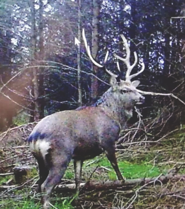 Sika red deer hybrid 