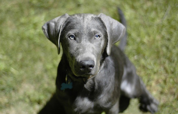 silver Labrador