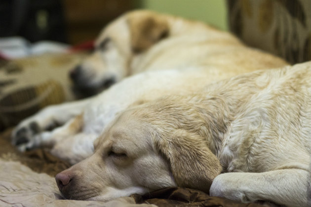 Are these the best gundog friendly hotels in the UK?