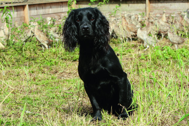 black spaniel