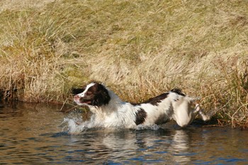 How do I go about getting a gundog in water?