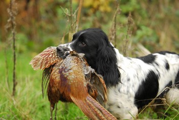 Which is the best gundog breed for trialling?