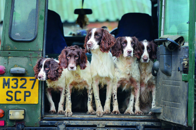 springer spaniel dream gundog