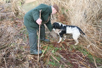 Why is my spaniel switching off?