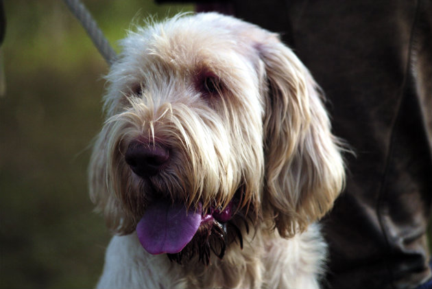 Spinone 