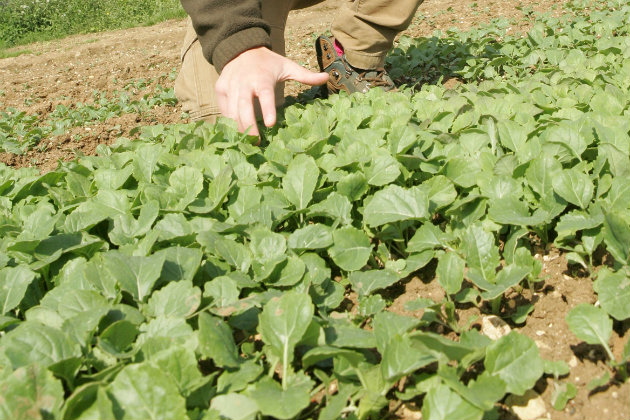 spring rape crop 