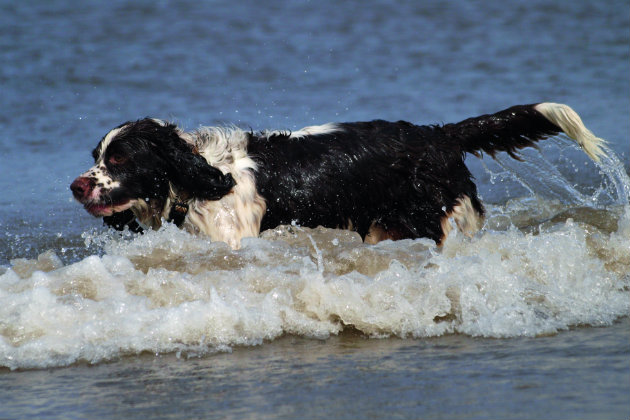 sprocker spaniel 