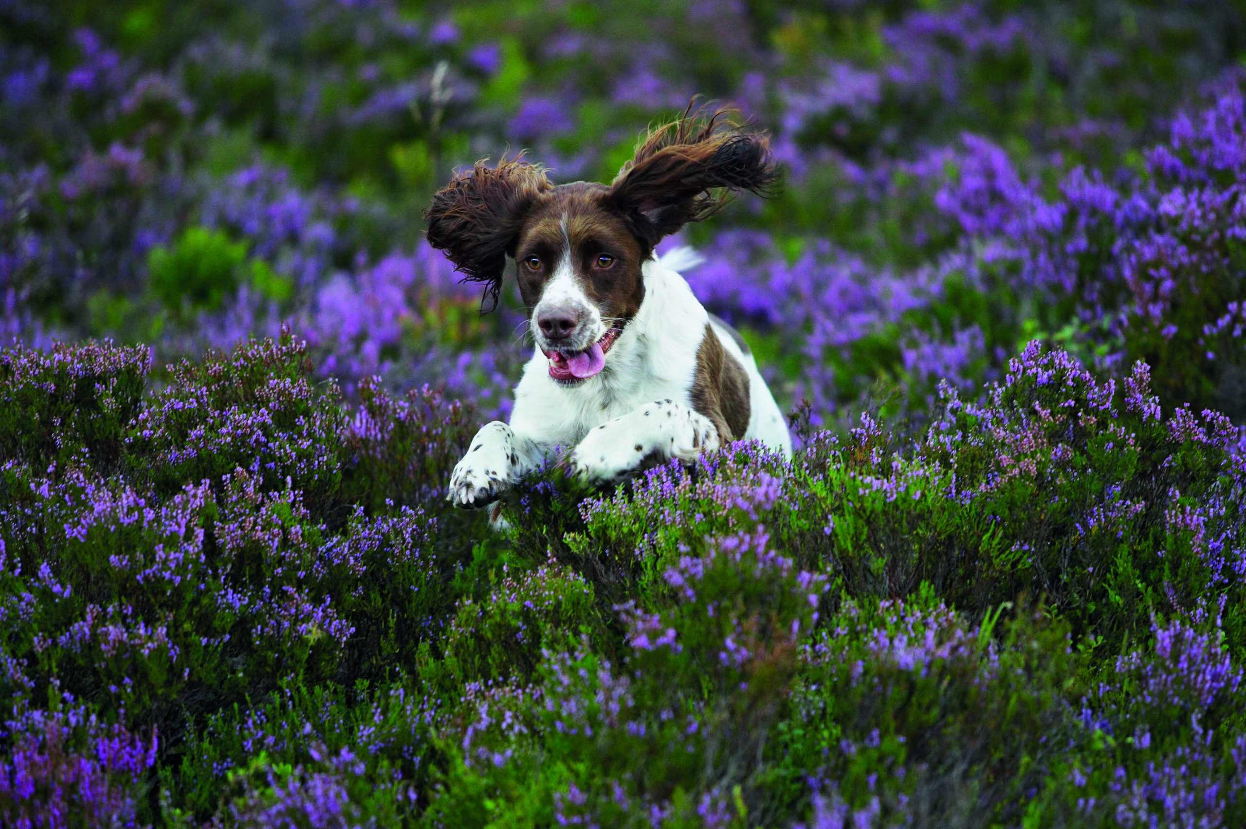 New Act recognises true value of our beloved pets