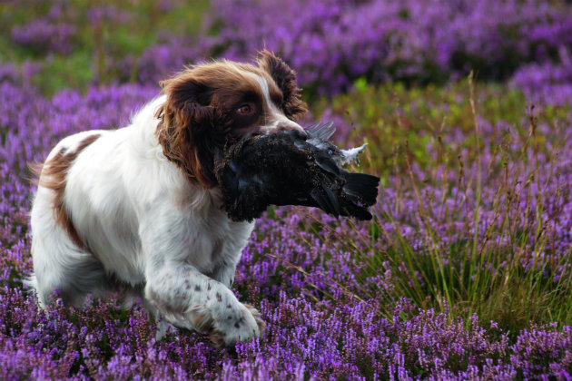 springer spaniel on grouse moor