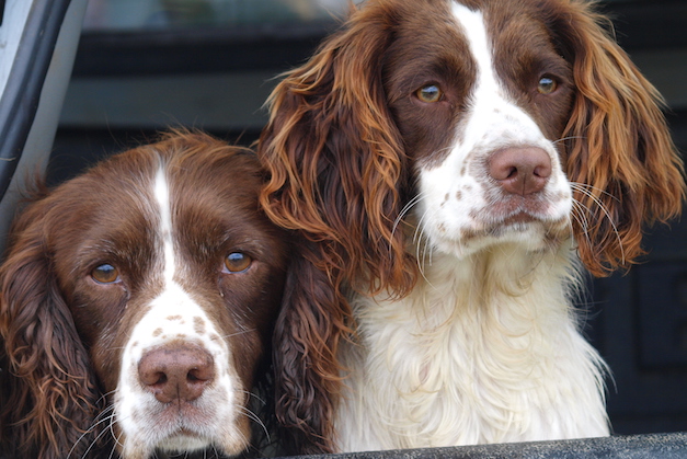English springer spaniel
