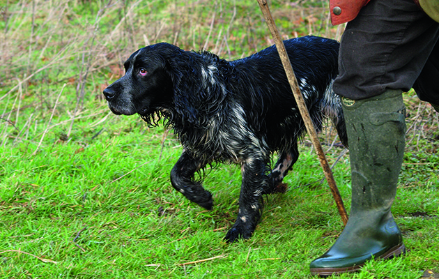 Sprocker spaniels
