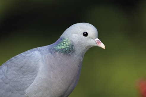 How do you tell stock doves from wood pigeons?