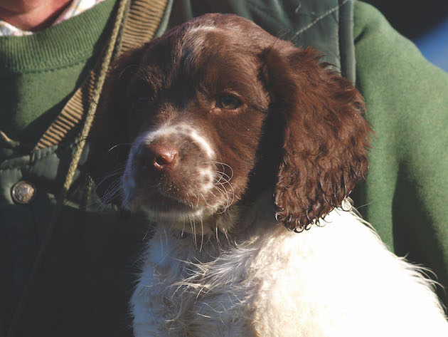 springer spaniel puppy