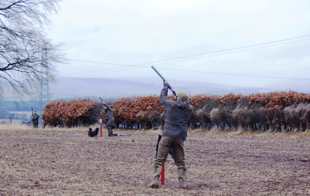 High winds make for good shooting among the hedges at Stracathro
