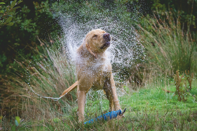 Labrador shaking off water