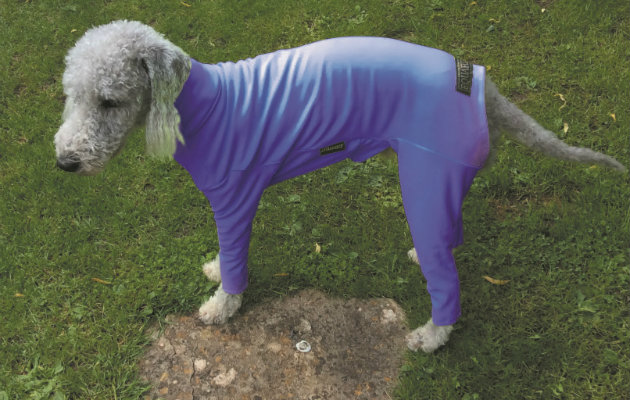 dog in lycra 