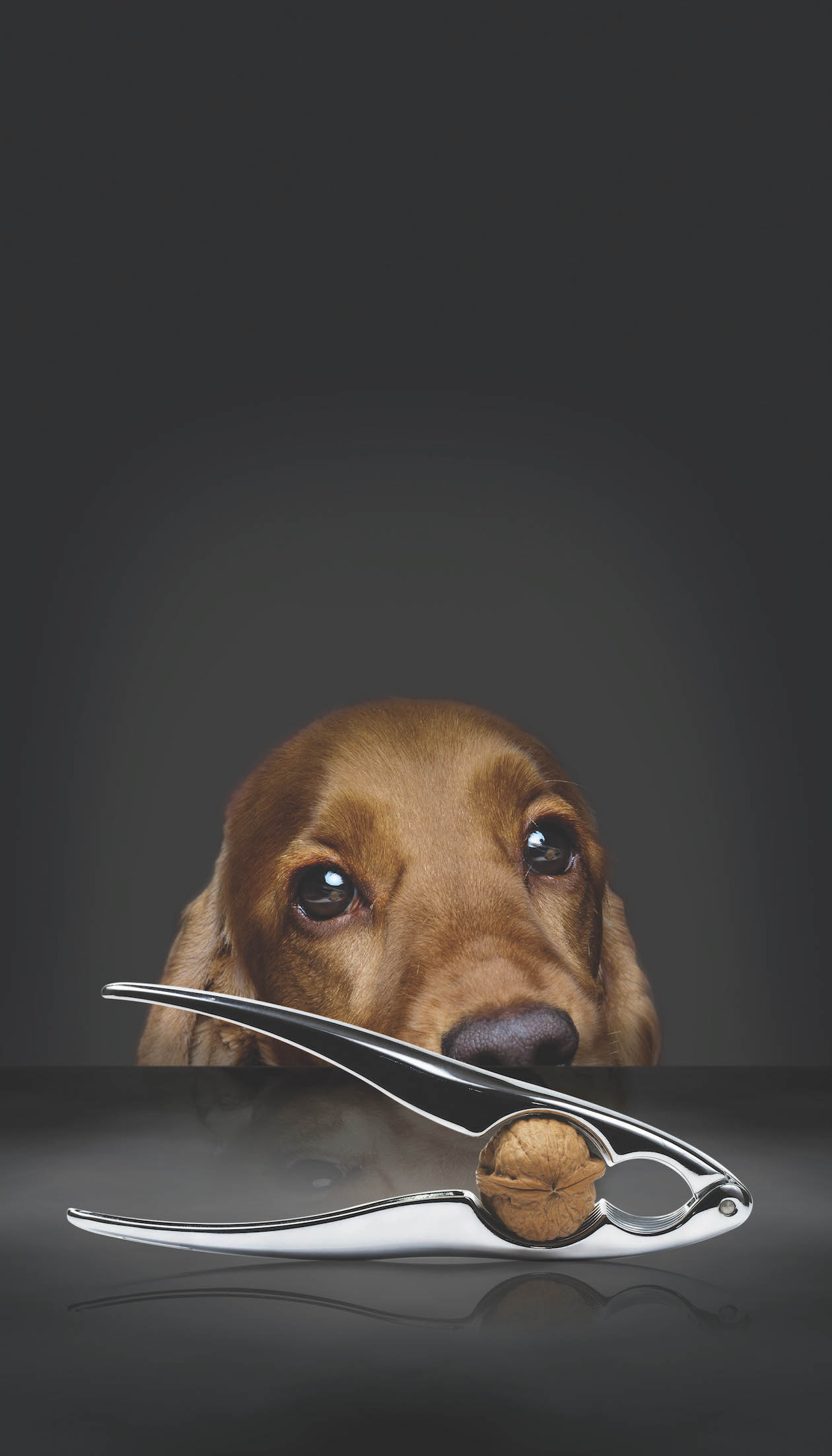young cocker spaniel