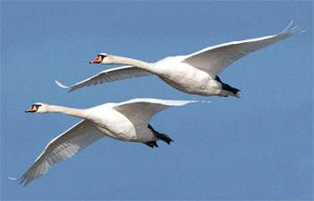 Swan shooting conviction &#8216;not landmark ruling&#8217; say BASC