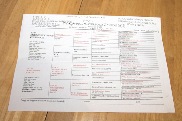 Gundog pedigree paperwork