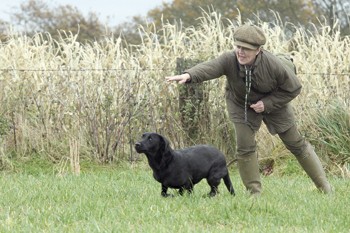 Is my gundog schizophrenic?
