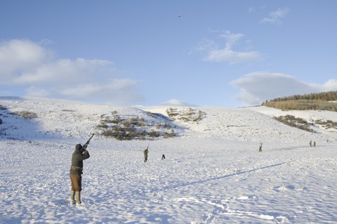 Pheasant shooting at the Towie shoot, Aberdeenshire