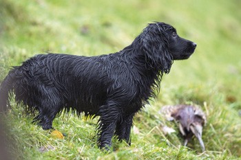 Who should be judging field trials?