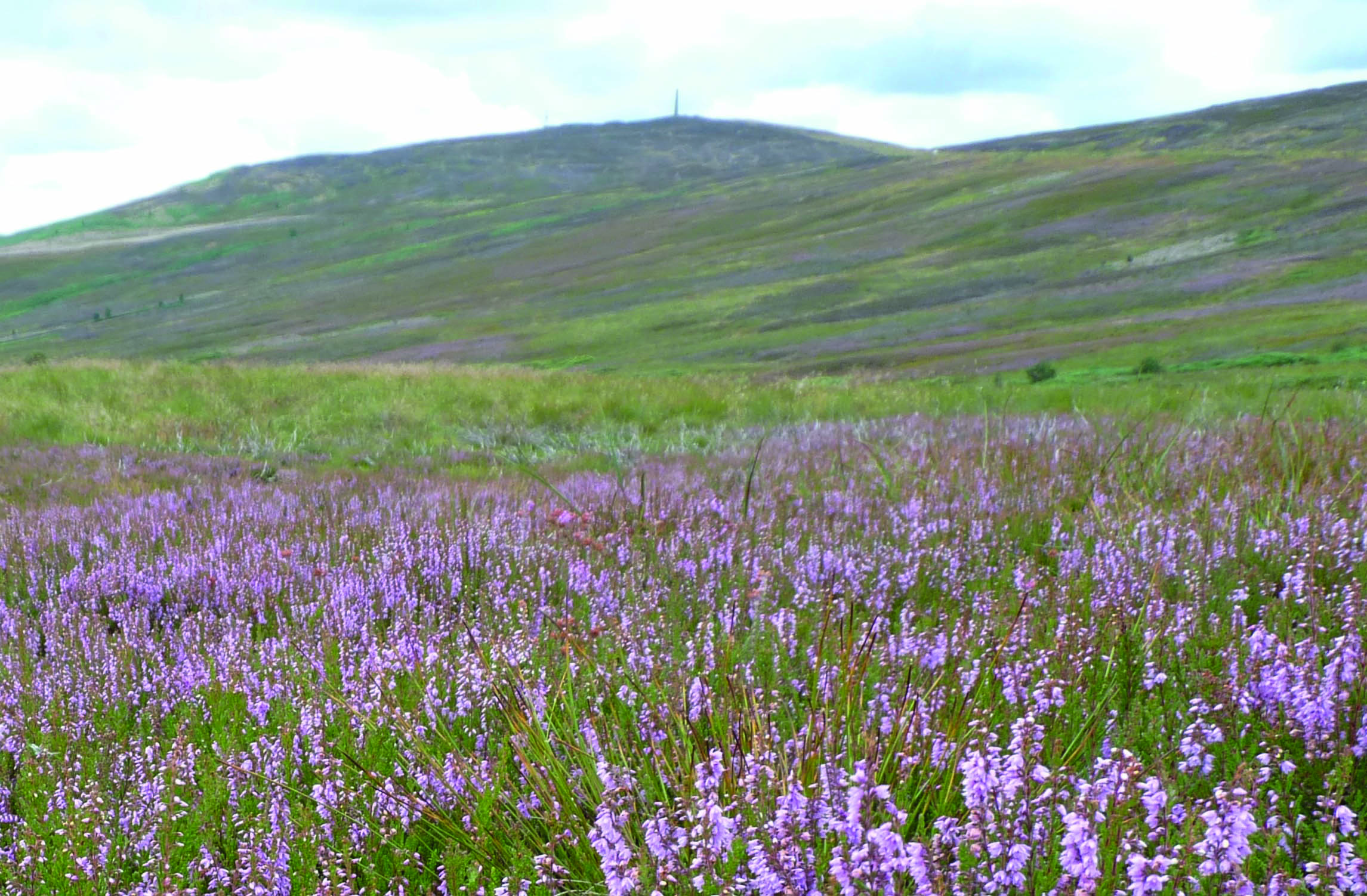 Ambitious rewilding plan stalls in Scotland