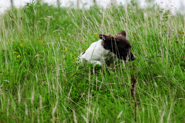 spaniel working cover