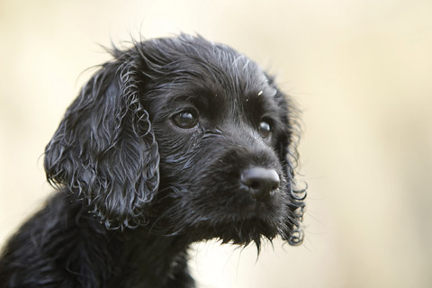 What to do if your gundog is teething