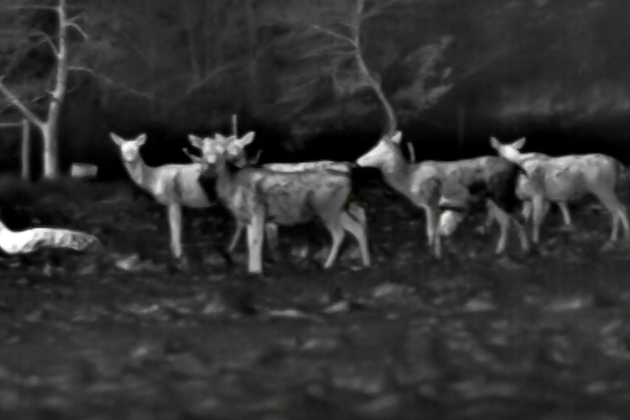 deer seen with night vision 