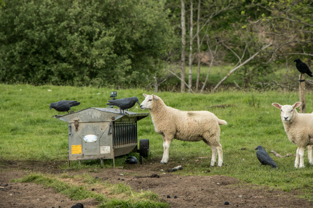 When is the best time to shoot corvids?
