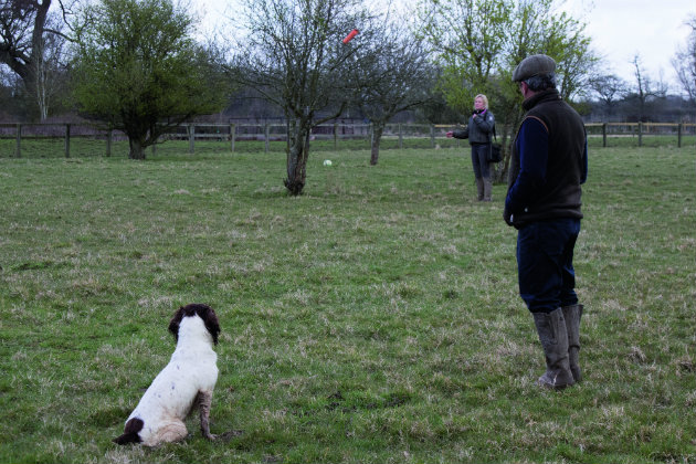 training a gundog