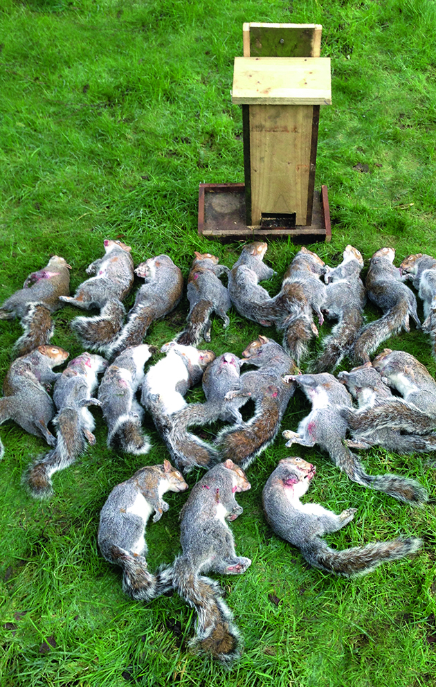 Trapping and shooting squirrels 