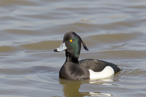 Tufted ducks 