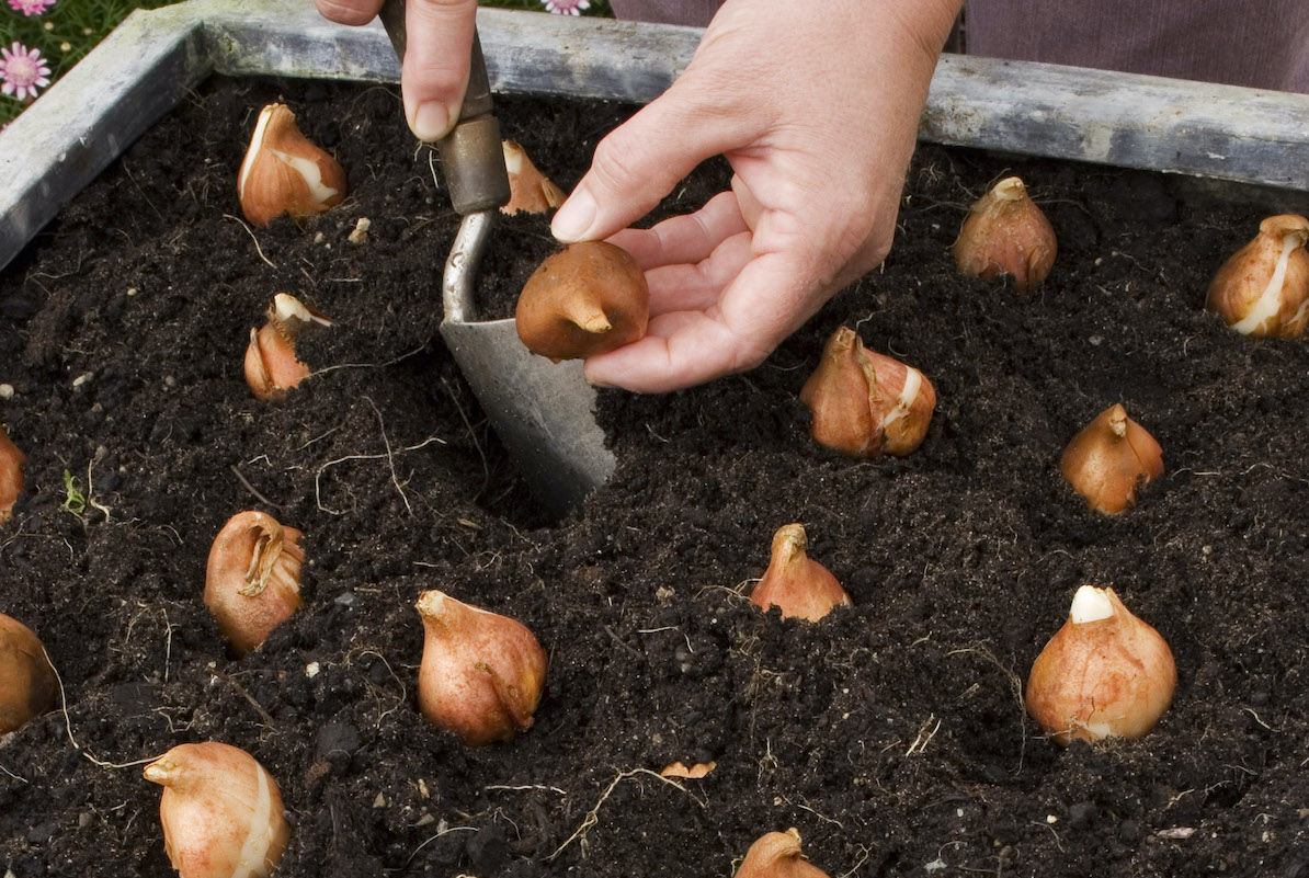 plants poisonous to dogs