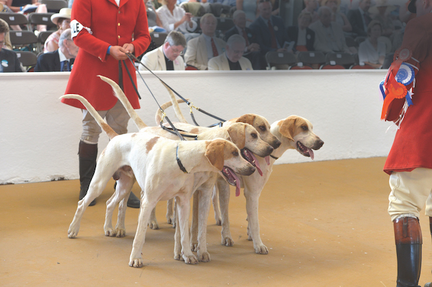 Anti- Festival of Hunting motion rejected by council