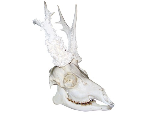 Will a bucket of maggots do the job of cleaning a deer skull?