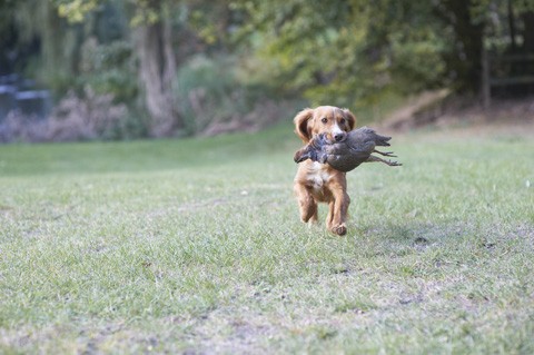 Keep dogs safe from car collisions
