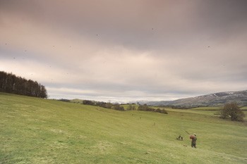 Pheasant shooting at Underley, Cumbria