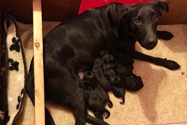 Birthing dogs 