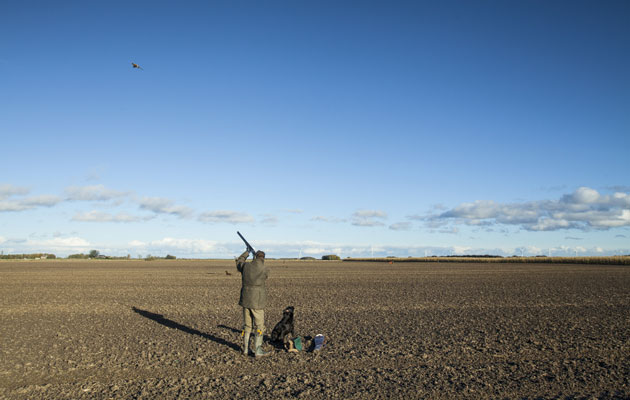 Wild game shooting at Vine House Farm shoot, Lincolnshire