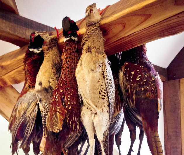 Pheasants hanging