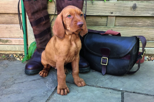 Vizsla puppy
