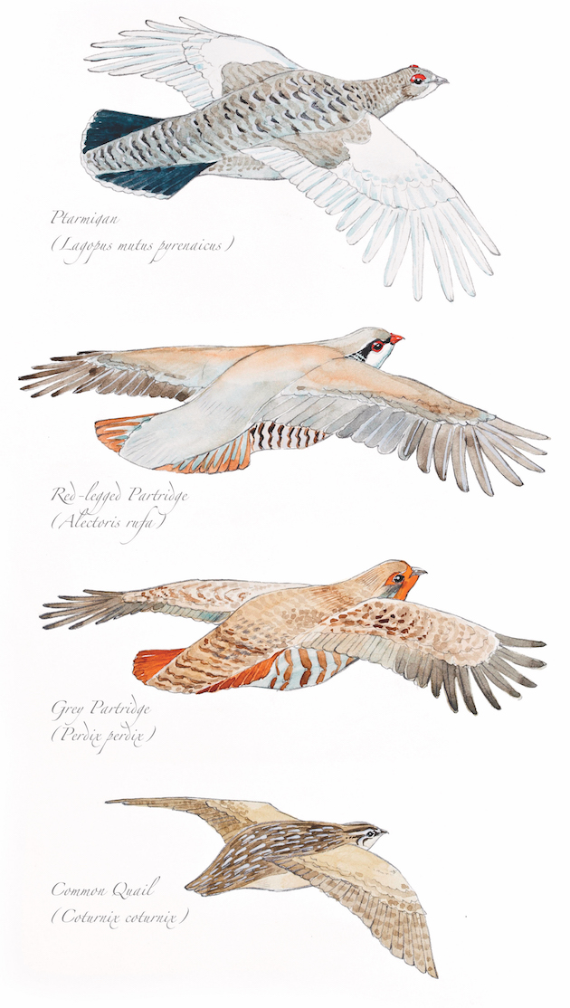 ptarmigan