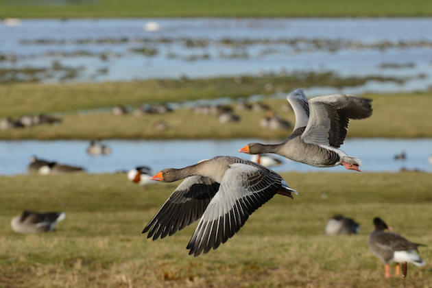 Ducks and geese &#8211; not such a fine romance