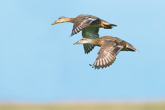 duck breeds Gadwall