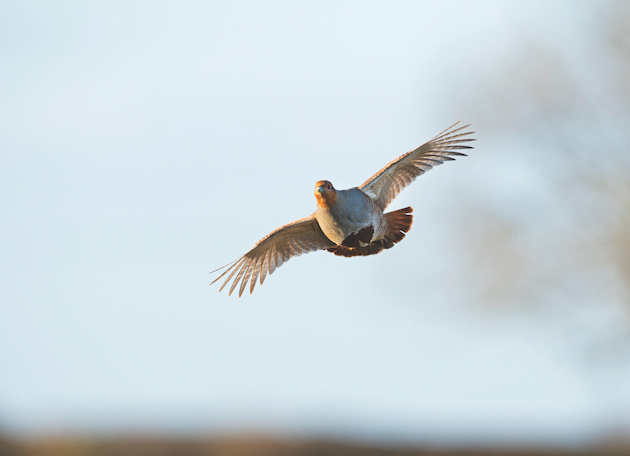 The key to a perfect partridge drive