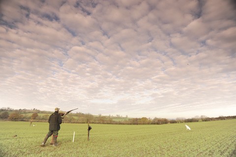 Pheasant shooting at Washbrook Farm, Northants