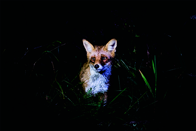 Fox