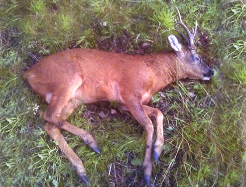 Was I right to cull this buck when deer stalking?
